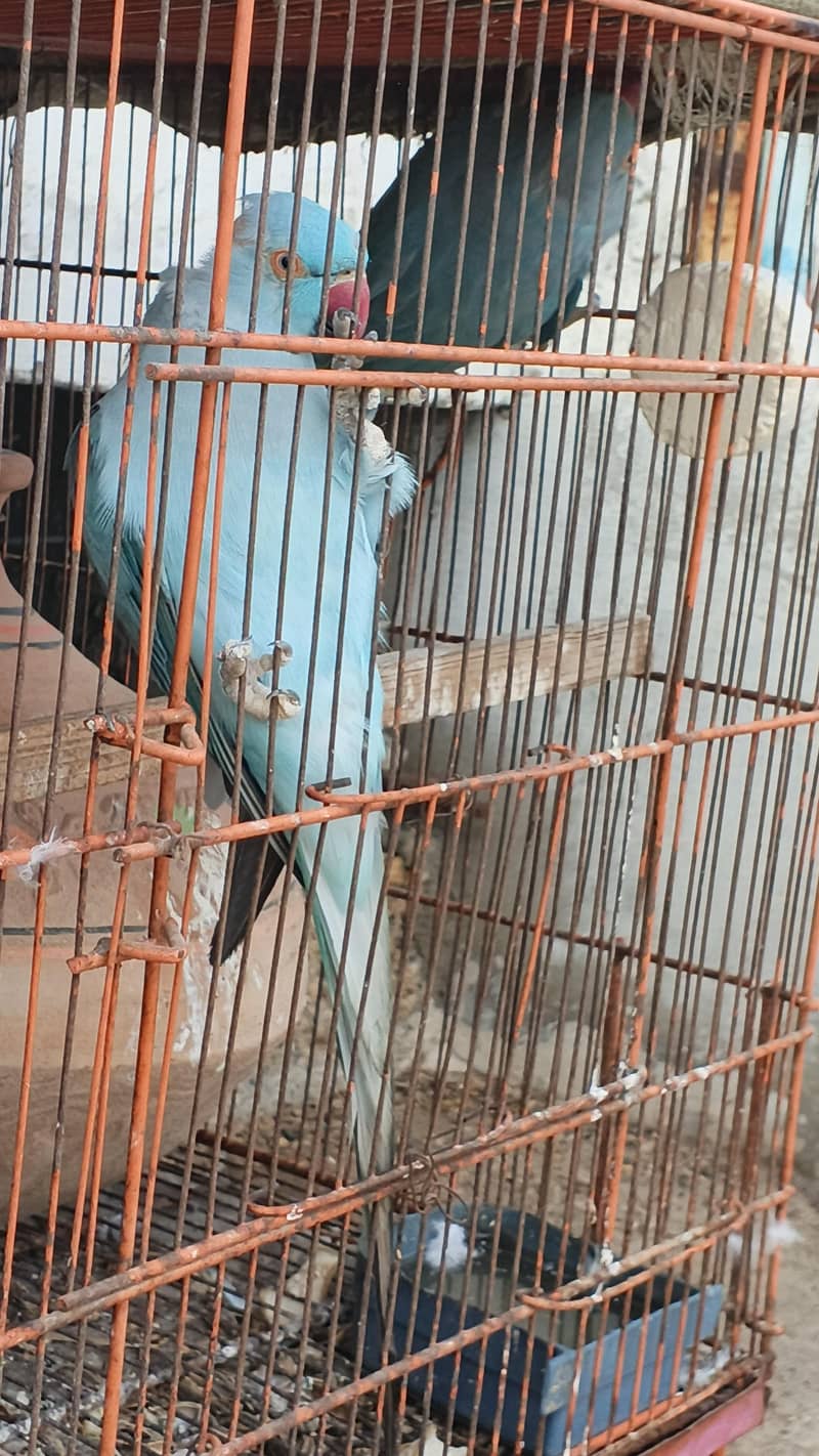 BLUE RINGNECK 12