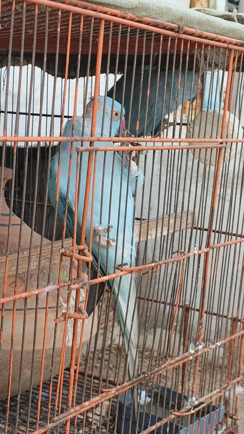BLUE RINGNECK 13