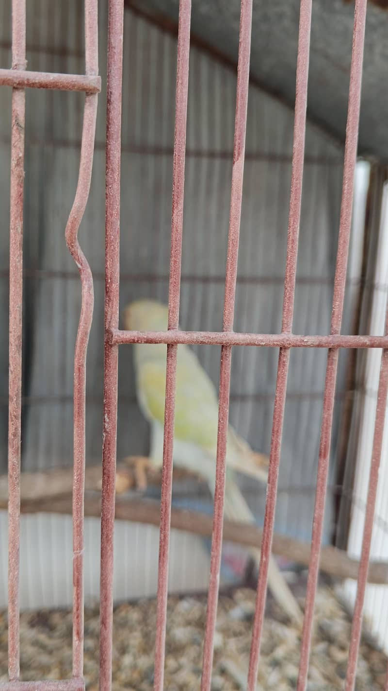 BLUE RINGNECK 16