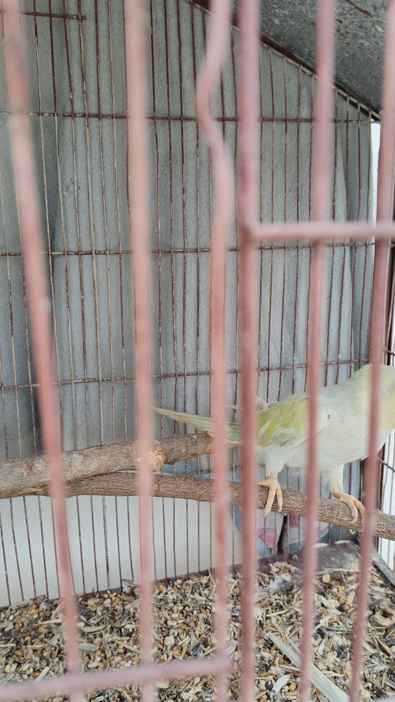 BLUE RINGNECK 17