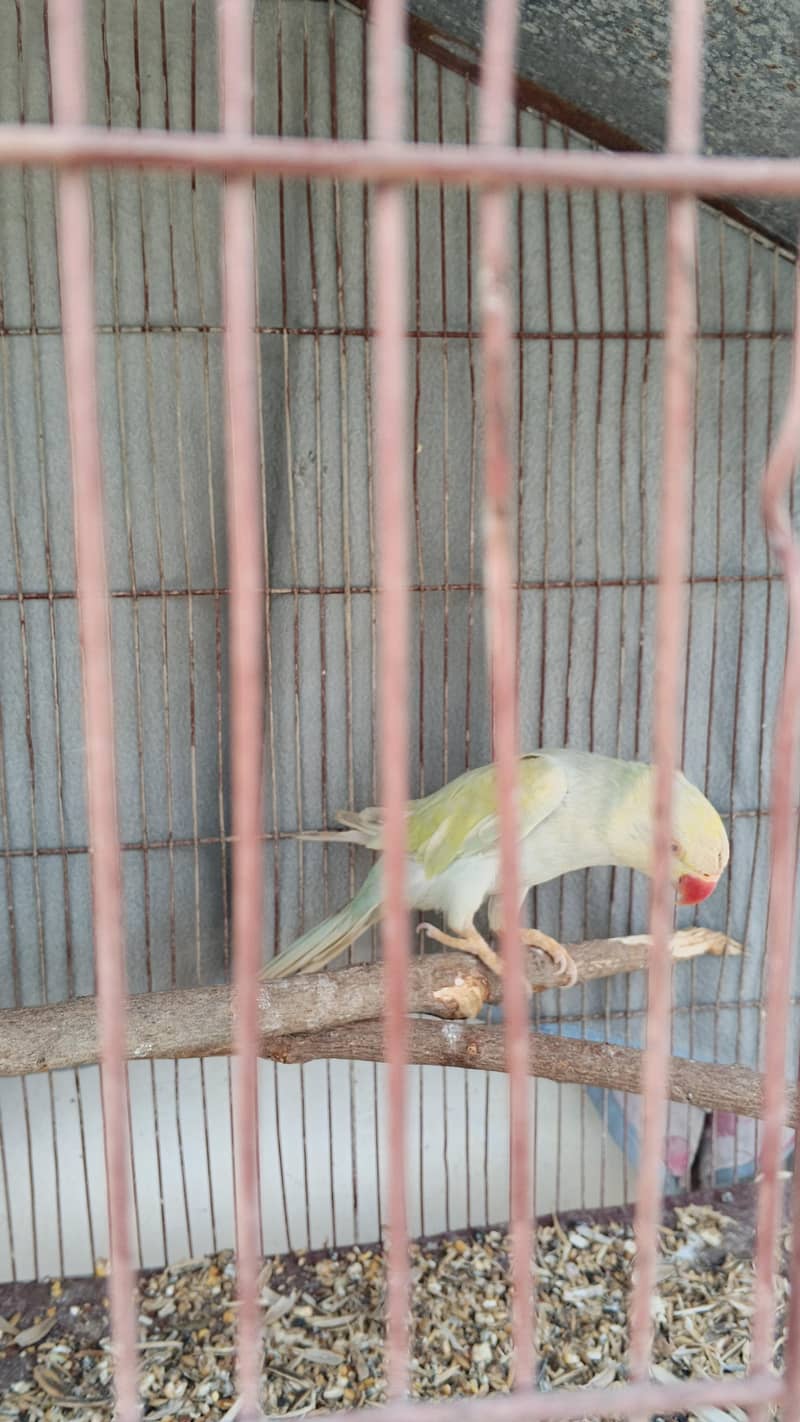 BLUE RINGNECK 18