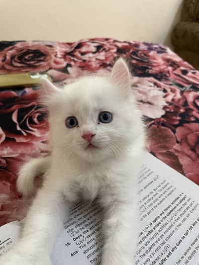 Pure White Persian Kitten with Blue Eyes