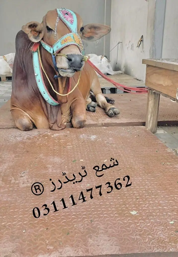 Cow mat available in all Pakistan