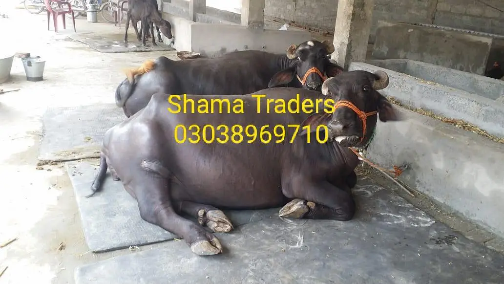 Cow mat available in all Pakistan — photo 2