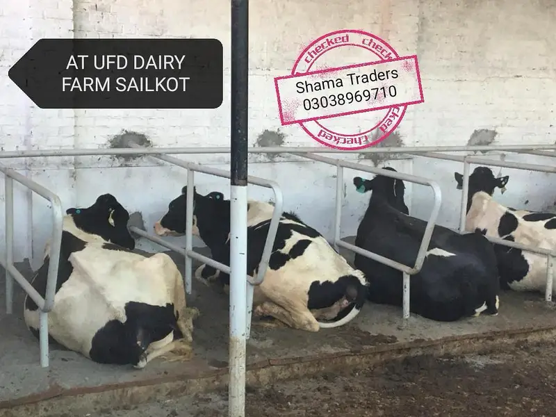 Cow mat available in all Pakistan — photo 7