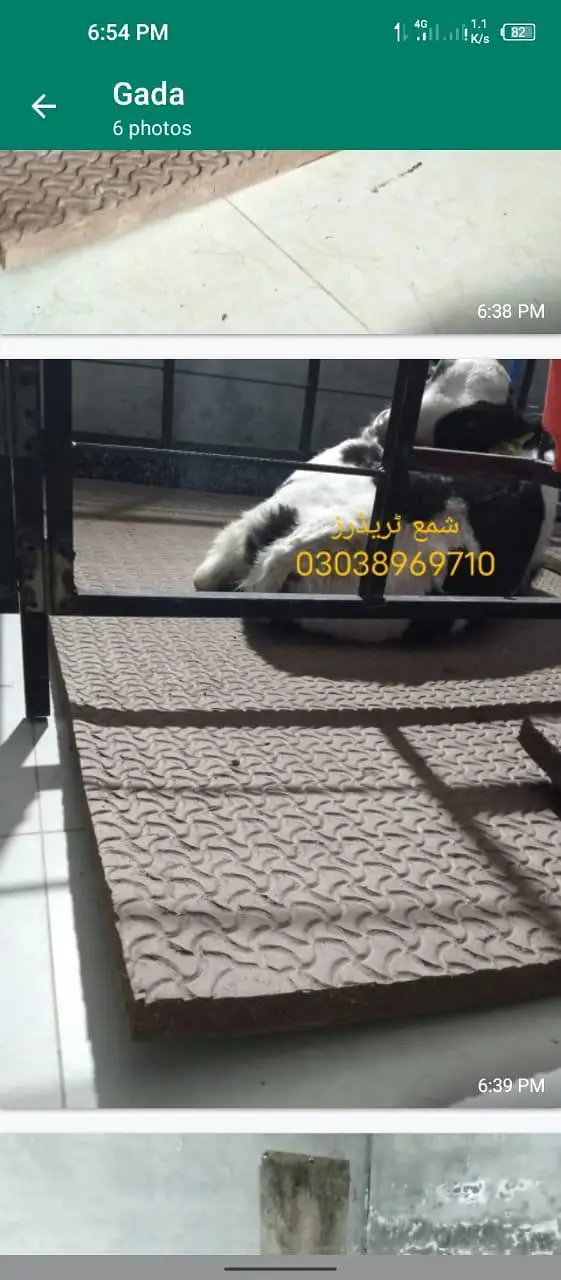 Cow mat available in all Pakistan — photo 8