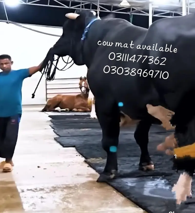 Cow mat available in all Pakistan — photo 10