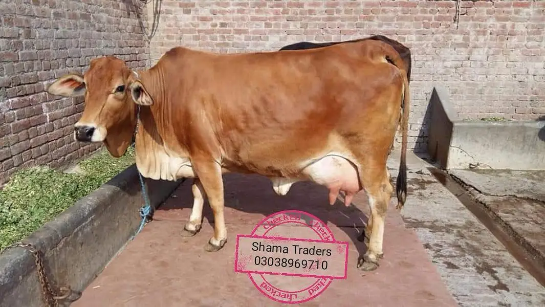 Cow mat available in all Pakistan — photo 11