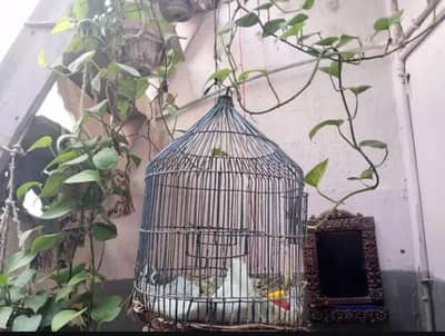 parrot cage