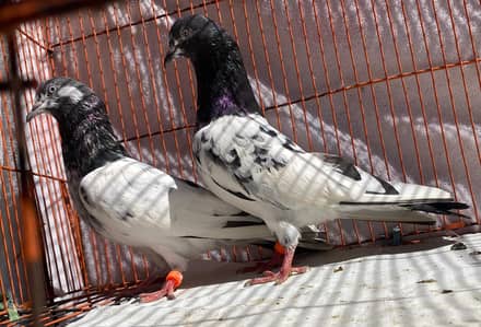 Teddy pigeons bredr pair