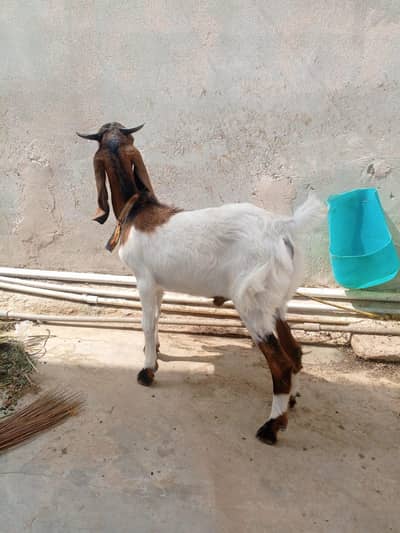 Bakra sale price 35000