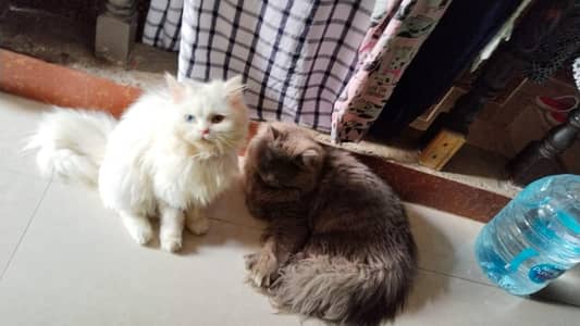 haldi and active
