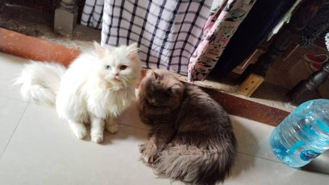haldi and active 0