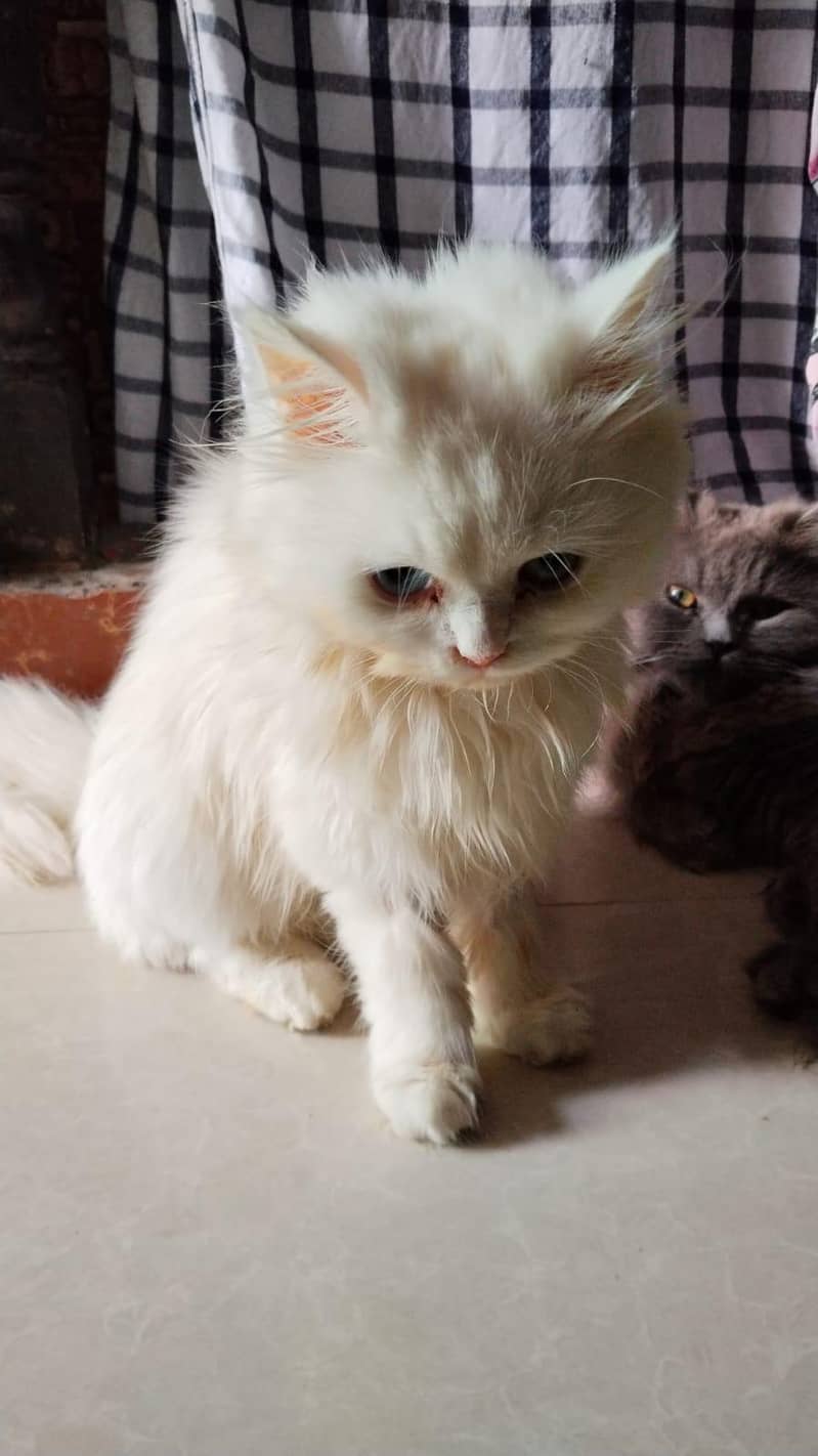 haldi and active 2