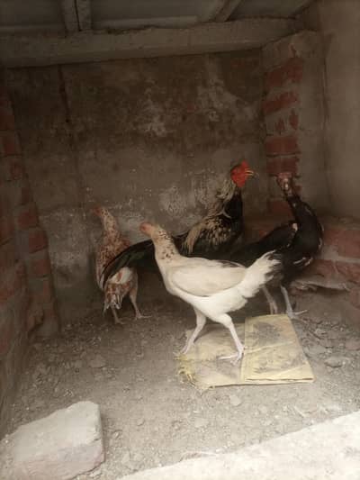 aseel chicks and phaty available with game style on demand
