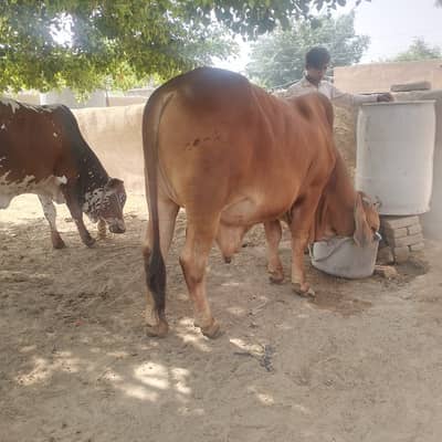 For sale Pure Sahiwal fresh 2 theet