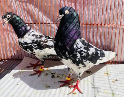 Teddy bredr pair avil