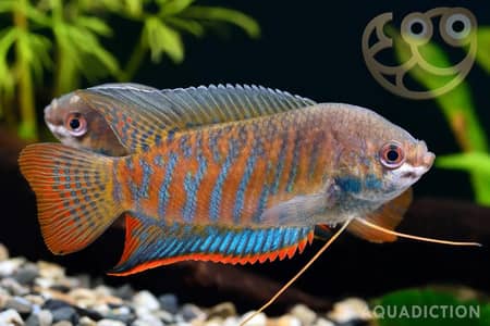 Snakehead peices available for sale