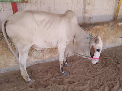 2 Dant bachra full active