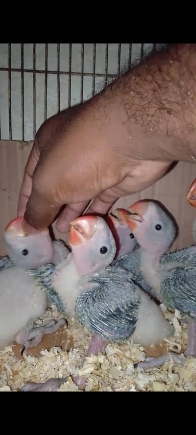Alexanderain Kashmiri Raw jumbo size chick 03091489914
