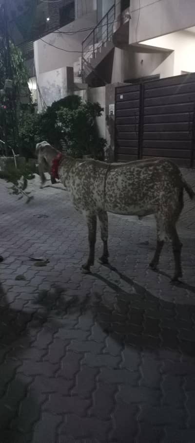 desi makki cheni for sale