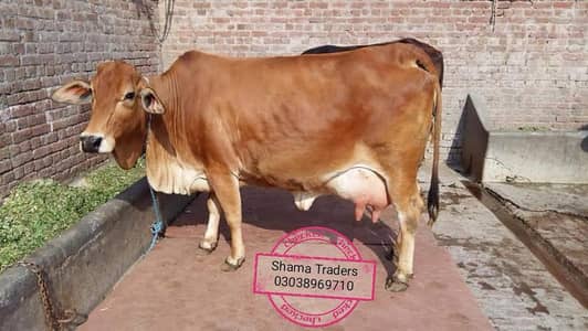 Cow mat available in all Pakistan