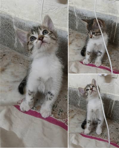 Adorable 2-Month-Old Female Kitten for Sale