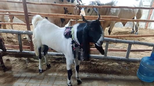 qurbani ka bakra available