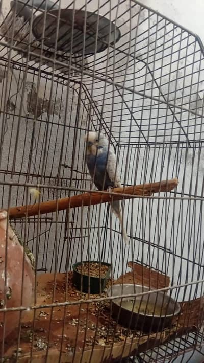bajri 3 male