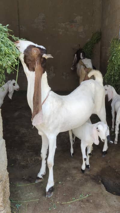pateeri kheeri