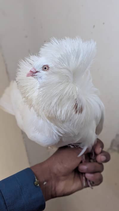 naqab Push pigeon for sale