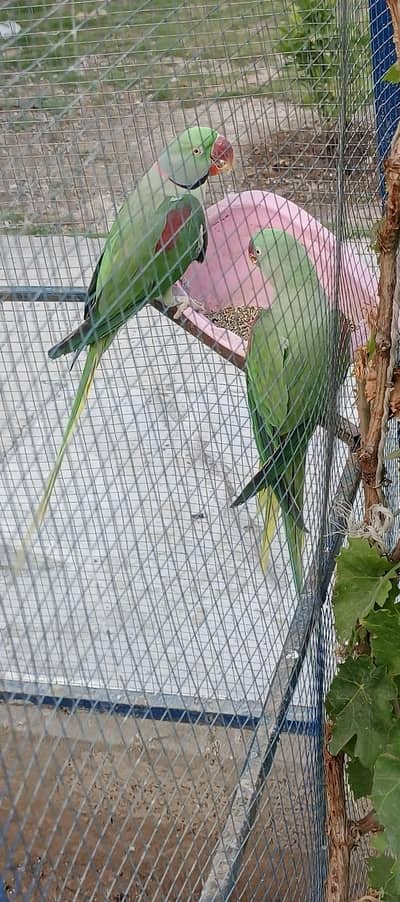 Raw Breeder pair for sale