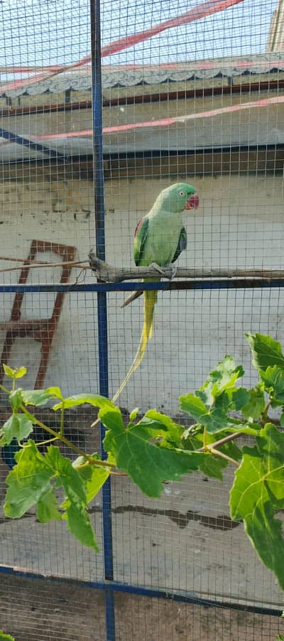 Raw Breeder pair for sale