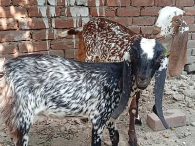 2 makkhi chini path