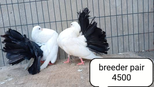 fancy pigeons/swallow/fantail/Jacobin/frillback/lahori sherazi/norwich