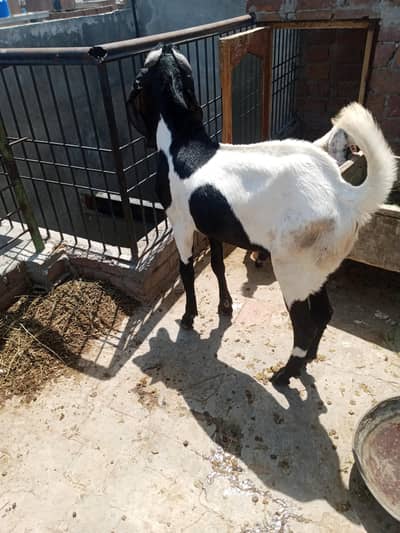 2dant Kasi bkary 2 for sell 03069730167