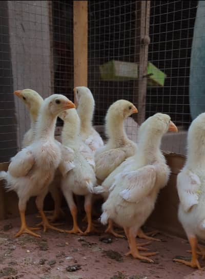 white shamo / o shamo / shamo chicks / white shamo chicks