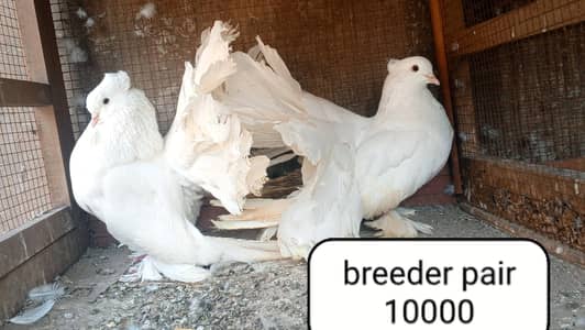 fancy pigeon | kabutar| Jacobin|  frillback saddle | amarican fantail|