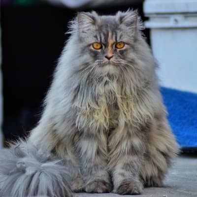 4 cote cat