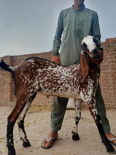 Bakra / Qurbani26 /Best bread
