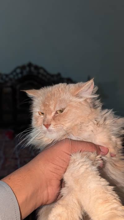Persian cat male