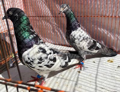 farozpuri bredr pair