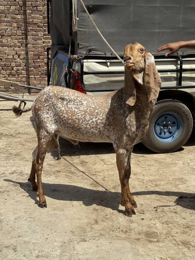 Makhi cheena bakra