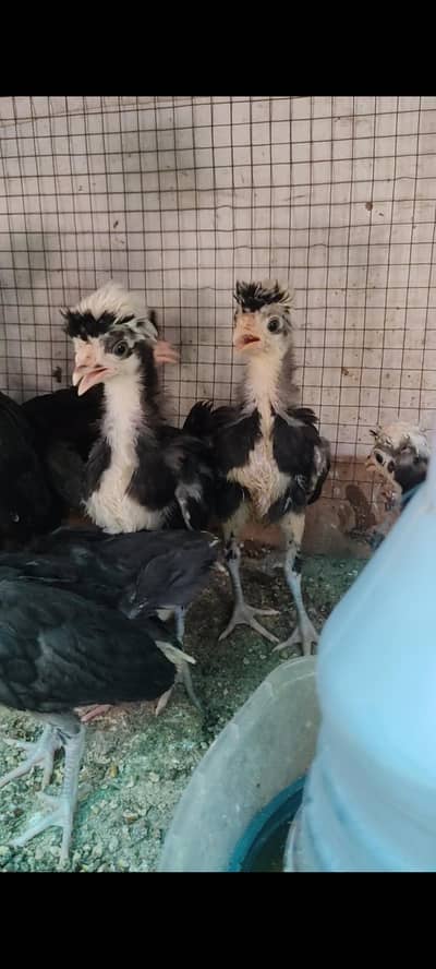 Black Polish White Crested Chicks