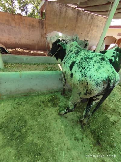 bull  for sale ready for qurbani