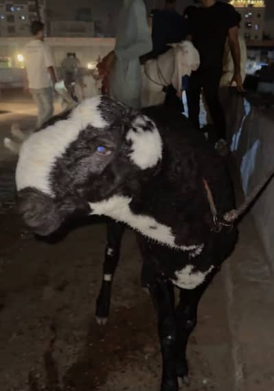 Qurbani sheep for sale