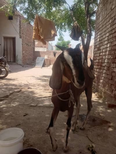 qurbani k liay behtreen