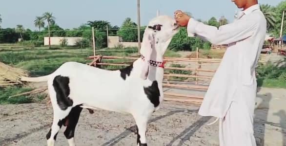 Qurbani ke Liye Bakra For Sale call _ 03102729869