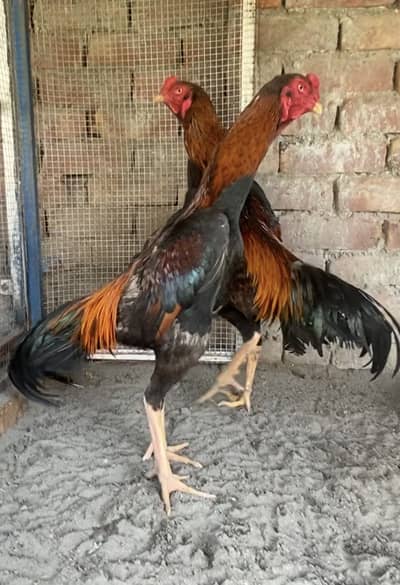 Japenese shamo eggs and chicks