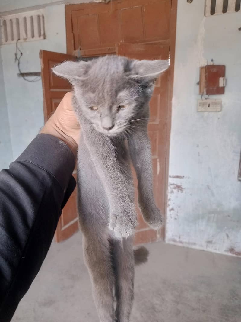 میل اور فیمیل برٹش شارٹ ہیر نوچ فیس ہے 1
